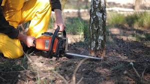 Best Tree Removal  in John Day, OR
