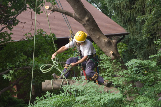 Best Tree and Shrub Care  in John Day, OR