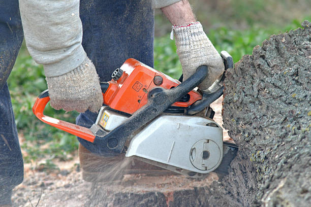 How Our Tree Care Process Works  in  John Day, OR